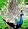 3D IMAGES
