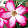3D IMAGES