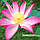 3D IMAGES