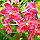 3D IMAGES