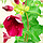 3D IMAGES