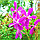 3D IMAGES