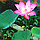 3D IMAGES
