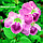 3D IMAGES