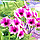 3D IMAGES