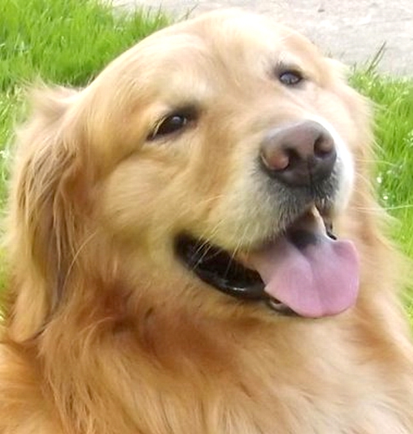 Pet's Image