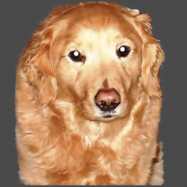 Pet's Image